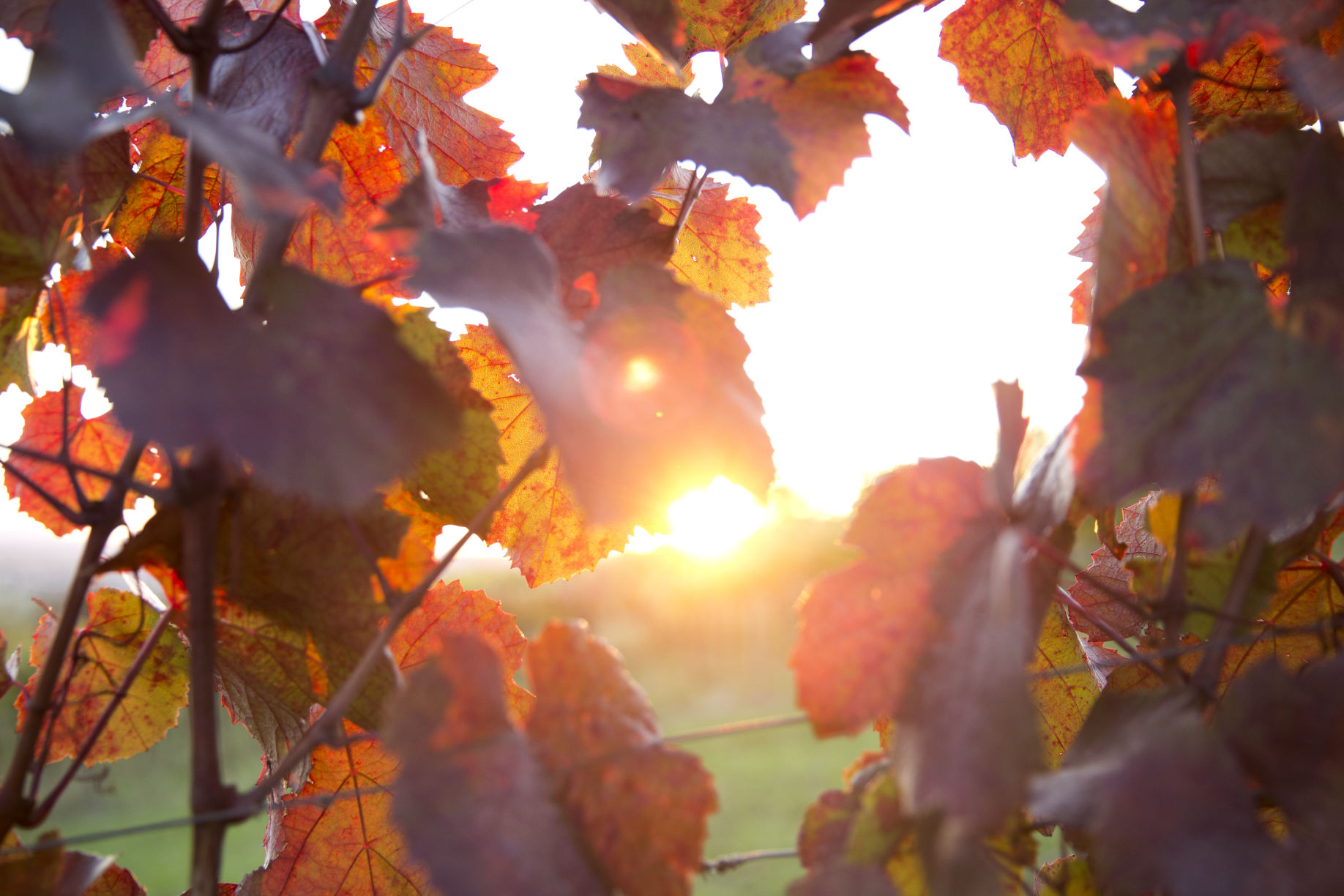 Weingut Bischoff - Weinreben